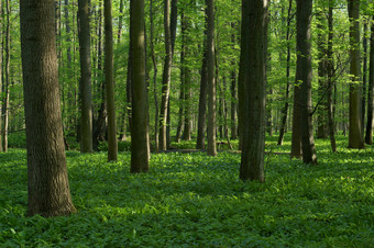 户外景色森林透着光斑摄影图片
