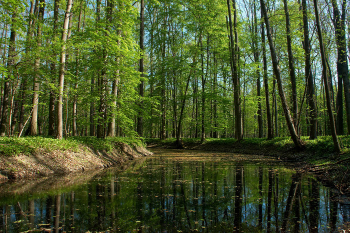 景色森林水塘素材免费下载,本次作品主题是摄影图,使用场景是自然风景