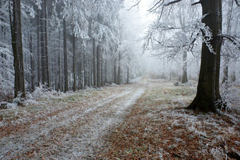 户外景色冬季雪后<strong>树林</strong>间的路摄影图片