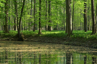 户外景色树林流水摄影图片