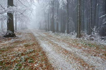 户外景色冬季雪后的林间小路摄影图