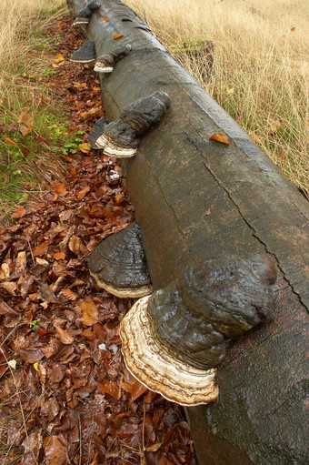 秋天秋季蘑菇摄影图片