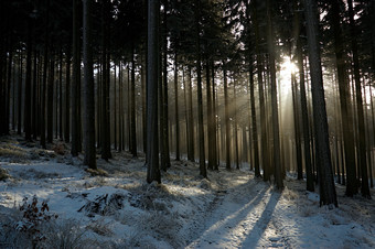 冬天树林间黎明的曙光摄影图