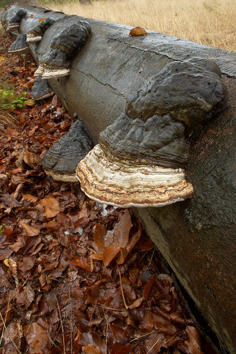 秋天秋季木材上长出菇类摄影图片