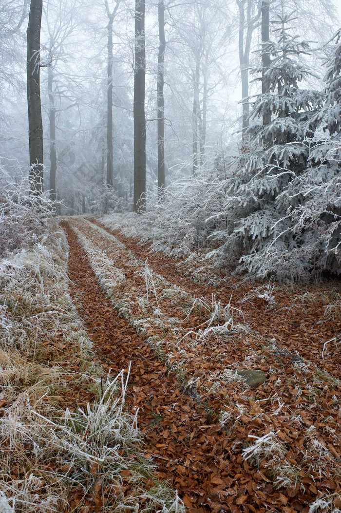 户外景色冬季雪后林间小路摄影图