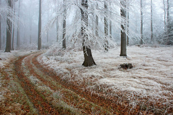 冬季<strong>大雪</strong>后的树林摄影图