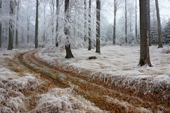冬天冬季树林雪后摄影图
