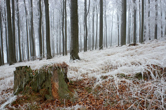 户外景色冬季森林雪后风景摄影图
