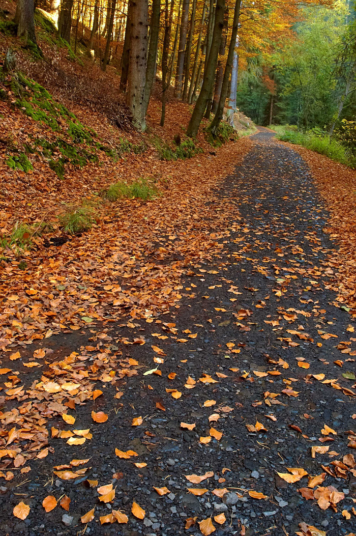 秋季凋落期山间小路摄影图片