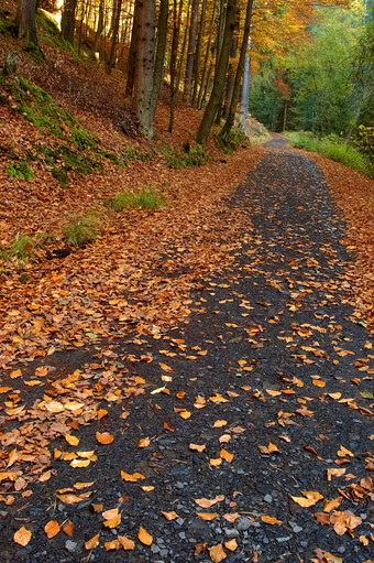 秋季凋落期山间小路摄影图片