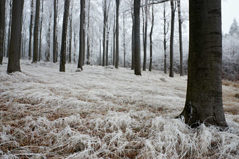 户外景色冬季雪后树林摄影图