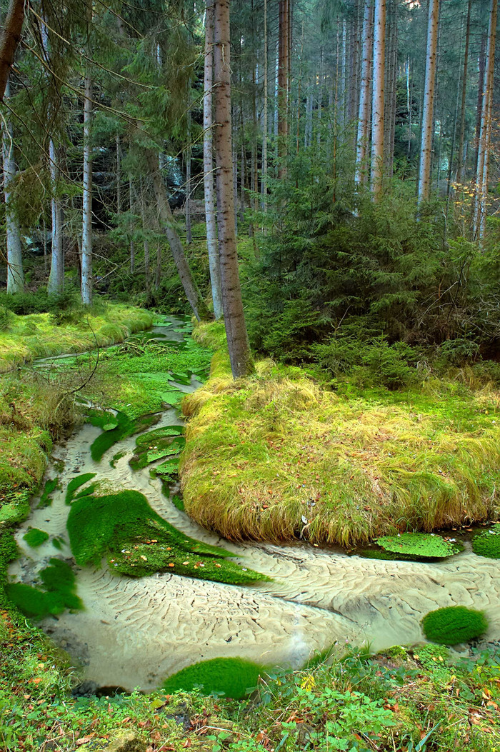 森林 松树 发光体 木材 木料  光源图片 大自然  光明图片 日出 山林