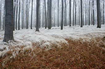 户外景色冬季树林风景摄影图