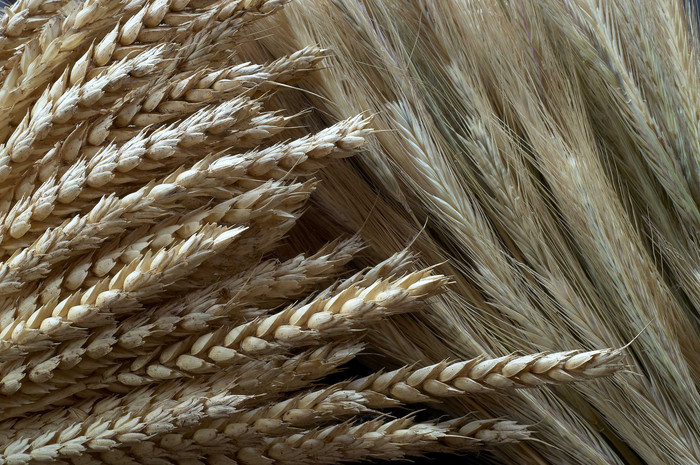 农业产品谷类大麦摄影图