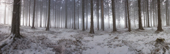 户外景色冬天森林雪地摄影图