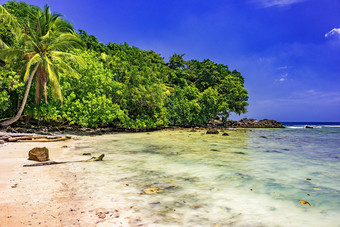 海边椰树沙滩摄影图