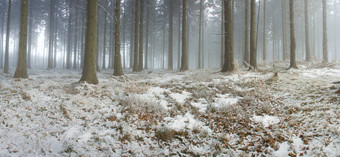 户外景色<strong>冬天下雪</strong>森林里<strong>的</strong>风景摄影图