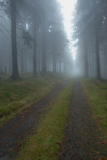 秋天秋季雾多雾森林摄影图片
