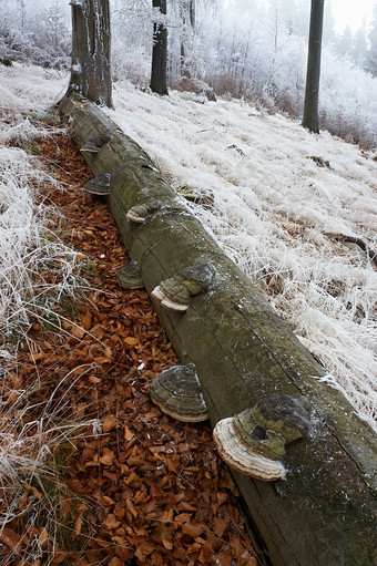 <strong>树林</strong>里木材上长的蘑菇摄影图