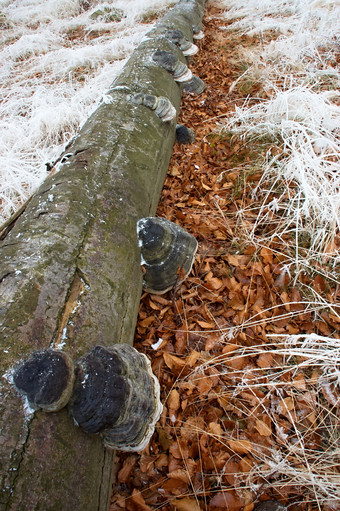 冬季木块长出蘑菇摄影图