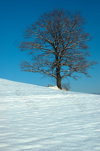 冬天雪地里的孤树摄影图