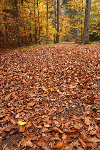 户外景色秋天落叶树林摄影图片