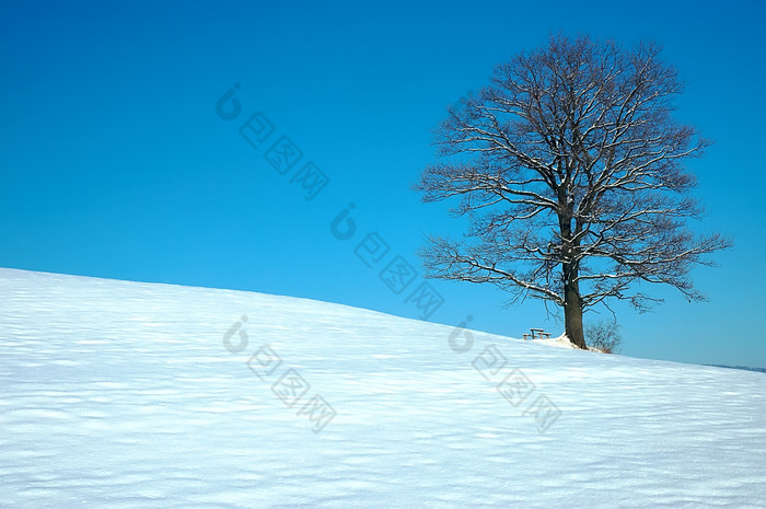 冬天雪地里的秃树摄影图