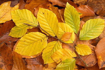 秋天秋季金黄色的落叶摄影图片