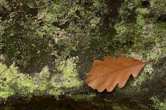 秋天秋季石头上的落叶摄影图片