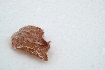 户外<strong>景色</strong>冬季雪地里的落叶摄影图