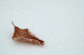 冬季雪地的枯叶摄影图