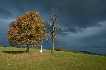 乌黑的天空下<strong>草</strong>地上的树摄影图片