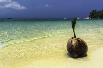 海边沙滩上发芽的椰子摄影图