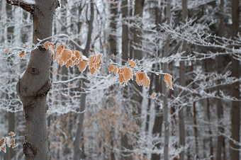 冬季树林里枝头叶子结霜摄影图