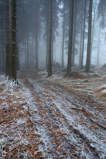 冬季雪后松林小路摄影图片