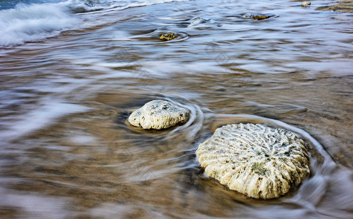 清新海水中的贝壳摄影图
