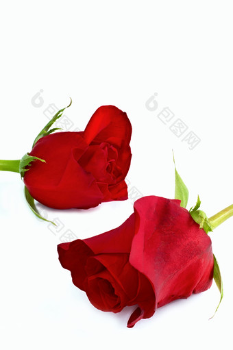 两朵<strong>红玫瑰</strong>玫瑰花摄影图
