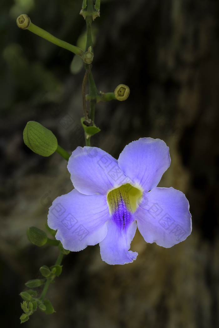 小清新紫色花卉摄影图