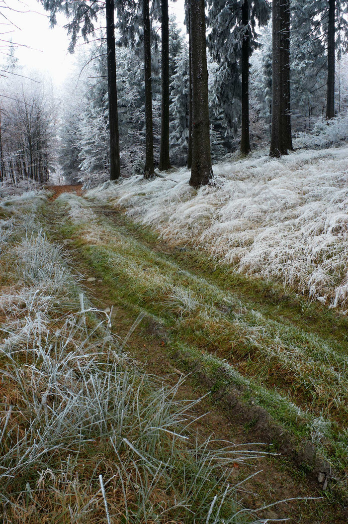 户外景色冬季雪后树林小路摄影图