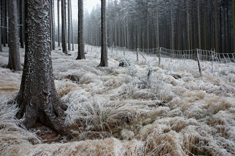 户外景色冬季树林里结霜的<strong>草地</strong>摄影图