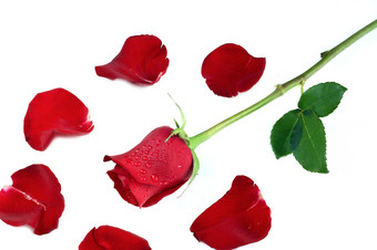 红玫瑰玫瑰花瓣摄影图