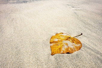 海边沙滩上的一片落叶摄影图