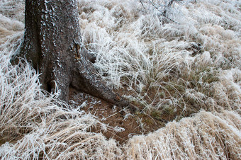 户外景色冬季树下结霜的草摄影图