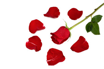 红玫瑰玫瑰花瓣白底摄影图