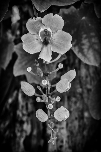 黑与白花卉花状摄影图