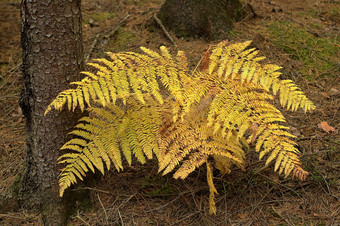 户外景色秋季金黄色叶子摄影图