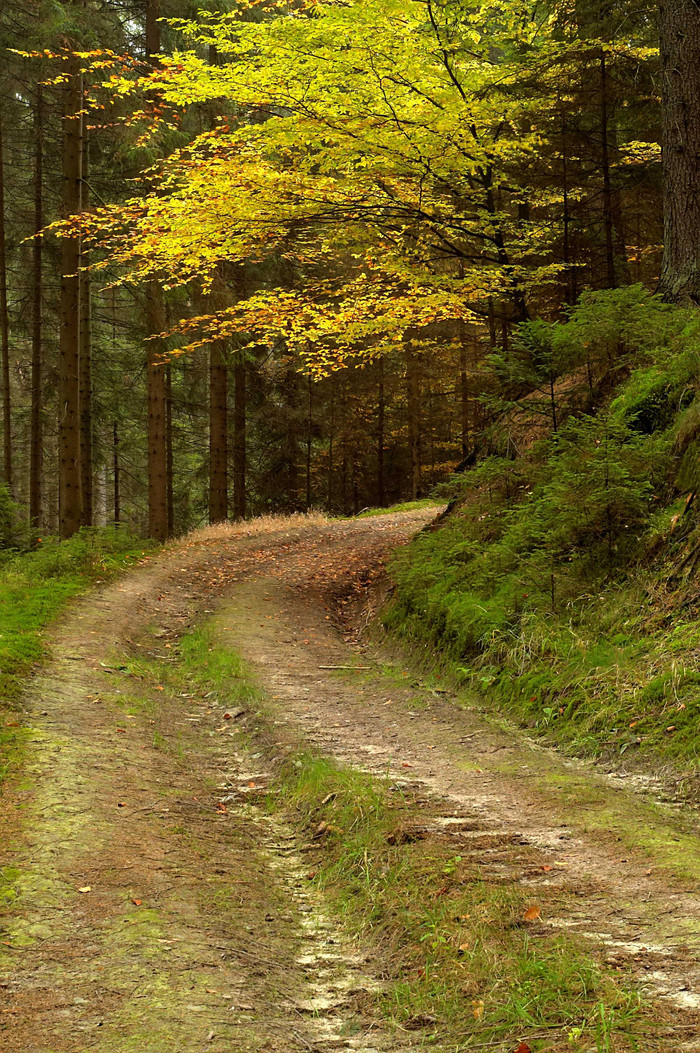 山间森林片素材免费下载,本次作品主题是摄影图,使用场景是自然风景