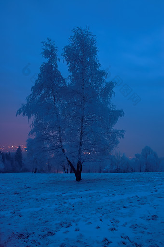 冬天雪地里的银色<strong>树木</strong>摄影图