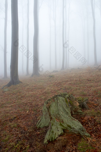 起雾朦胧的树林摄影图片