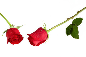 红玫瑰玫瑰花白底摄影图